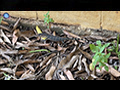 Juvenile Monitor Lizard Exploring its Habitat