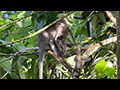 Khao Sok River Long-tailed Macaques