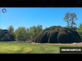 Living Geometry: The Sculpted Trees of Loenhout