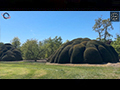 Living Geometry: The Sculpted Trees of Loenhout