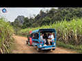 Loei Sugarcane Field Trip