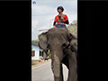 Mahout Riding his Elephant