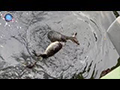 Monitor Lizard Water Ballet