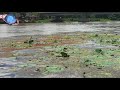 Pheasant-tailed Jacanas