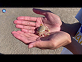 Sand Crab, Sand Bubbler Crabs and Little Egrets