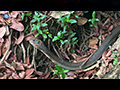 The King Cobra: Ruler of the Forest Floor