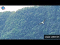 Wings of Power: The White-bellied Sea Eagle, Ruler of the Skies over Phang Nga Bay