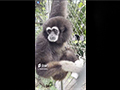 White-handed Gibbon