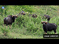 Wild Gaur-watching at Khao Phaeng Mah