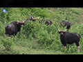 Wild Gaur-watching at Khao Phaeng Mah