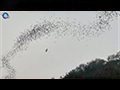 Birds of Prey Chasing Wrinkle-lipped Free-tailed Bats Emerging from Cave