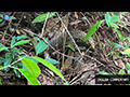 Young Water Monitor Foraging in Penang Forest