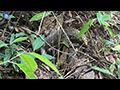 Young Water Monitor Foraging in Penang Forest