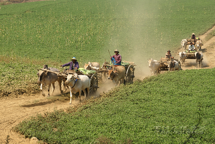 Ox Carts, Amarapura (Myanmar)