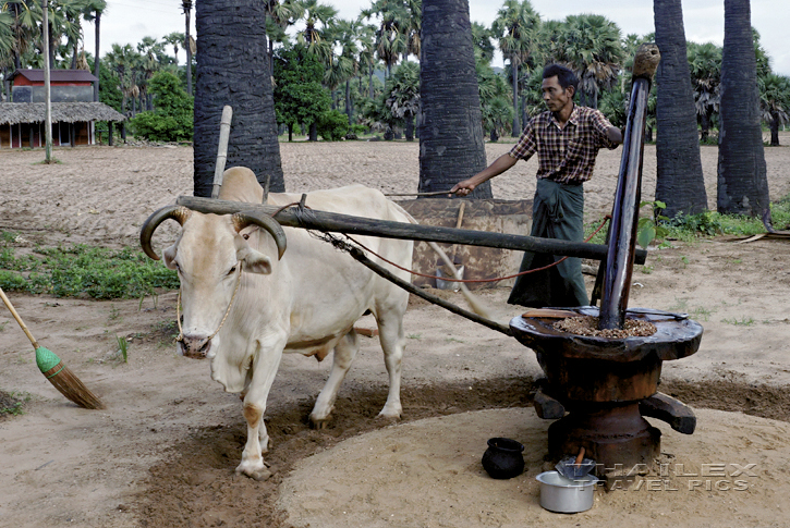 Sesame Press, Bagan (Myanmar)