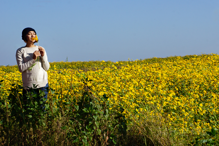 Flower Field, Kalaw (Myanmar)