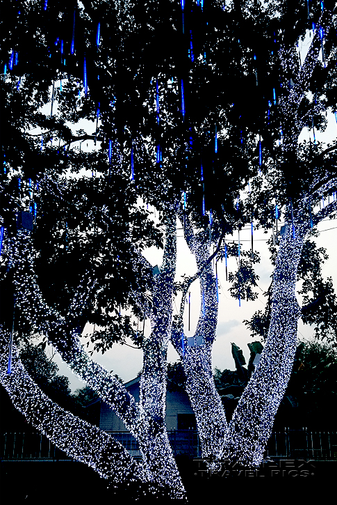 Tree Lights