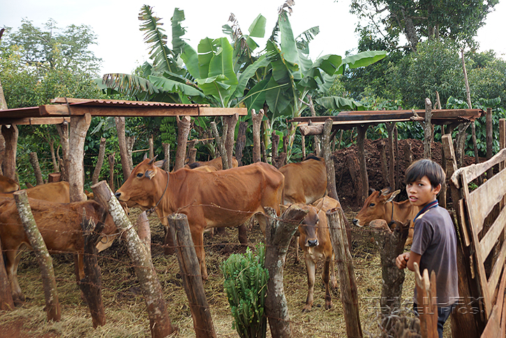 Gia Rai Boy with Zebu, Plei Phung (Vietnam)