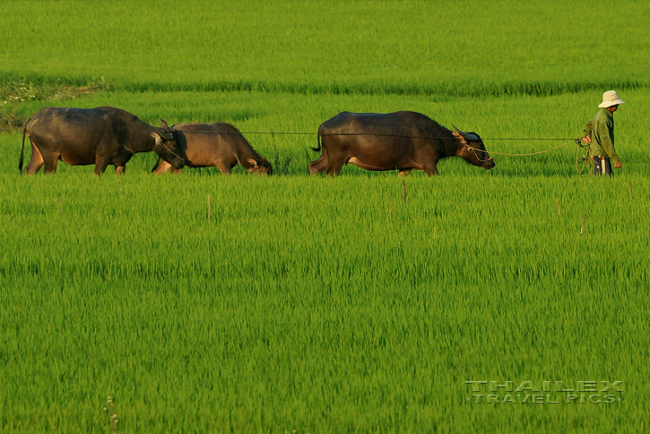 Out In The Field, Quang Ngai (Vietnam)