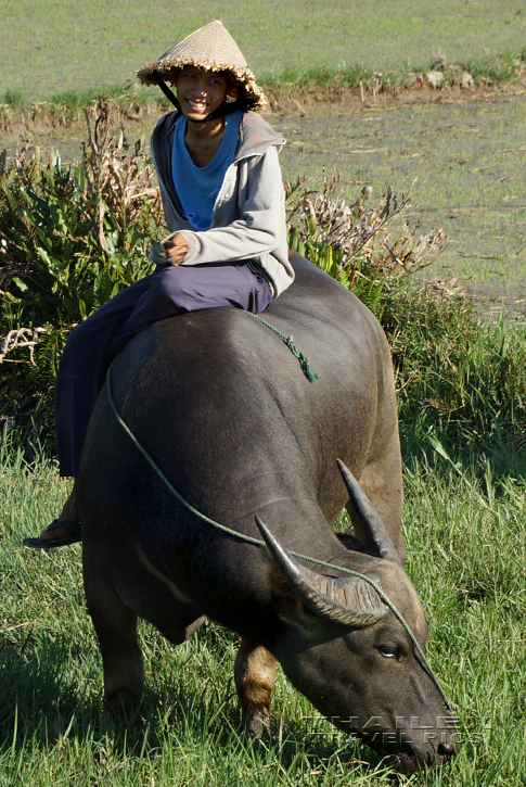 Smiling Buffalo Boy