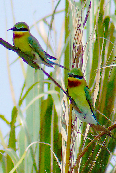 Blue-tailed Bee-eater