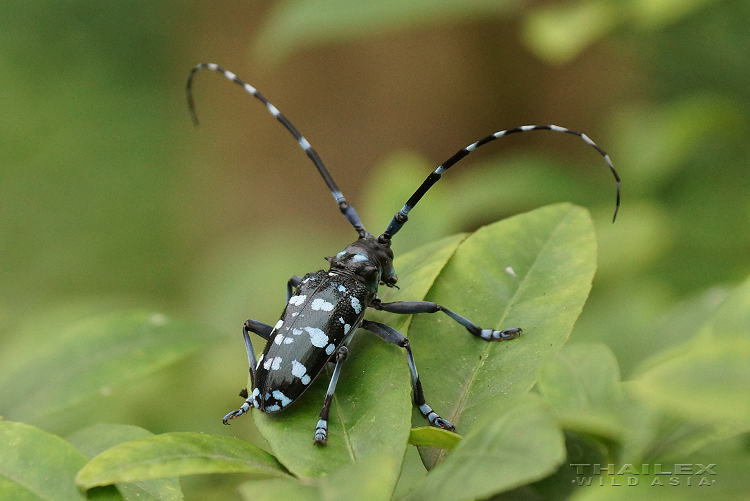 Asian Long-horned Beetle