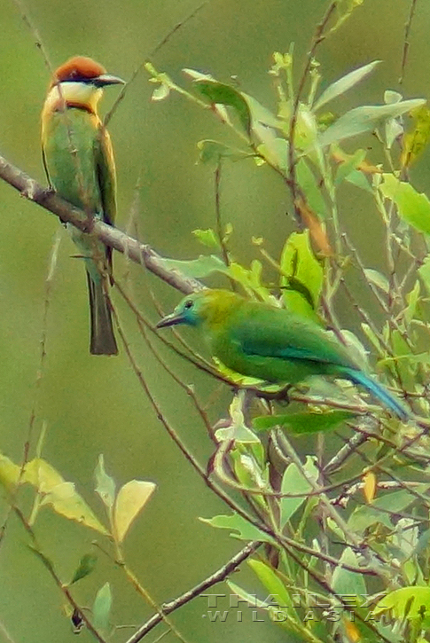Chestnut-headed Bee-eater and Blue-winged leafbird (female)