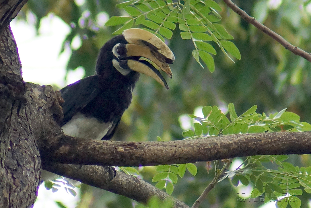 Oriental Pied Hornbill