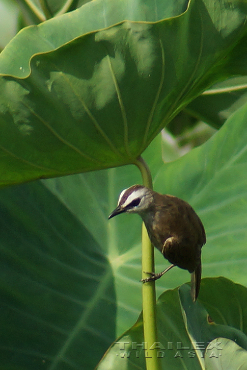 Yellow-vented Bulbul