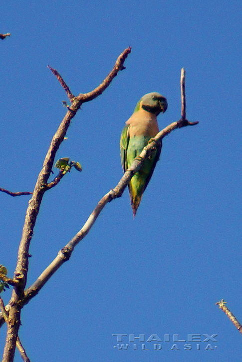 Red-breasted Parakeet