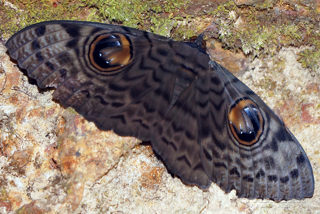 Great Owl Moth