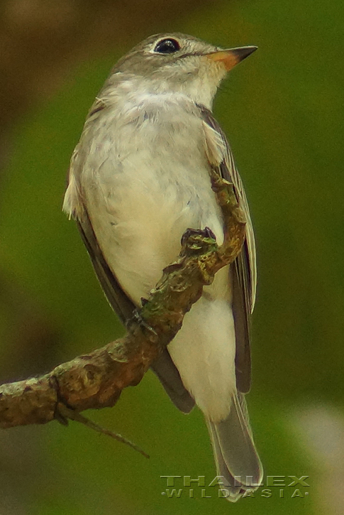 Asian Brown Flycatcher