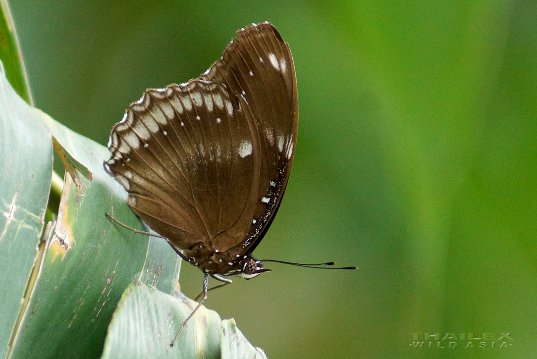 Blue Moon Butterfly