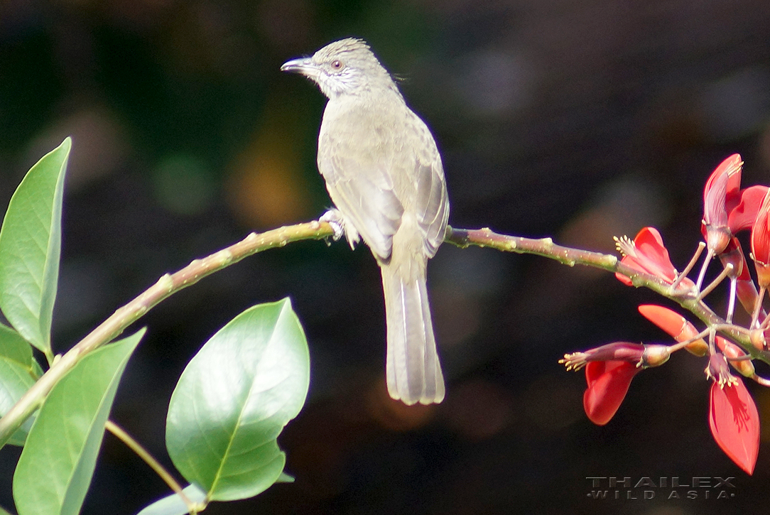 Streak-eared Bulbul