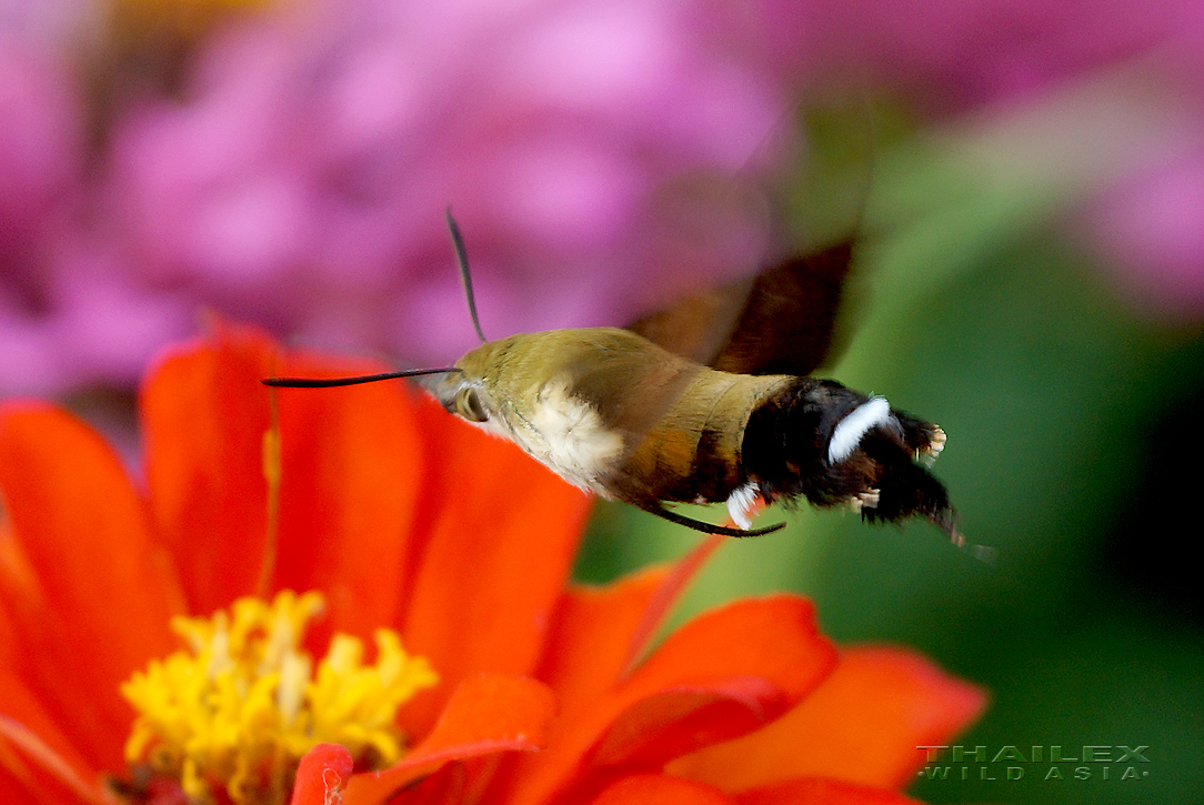 Hummingbird Hawk Moth