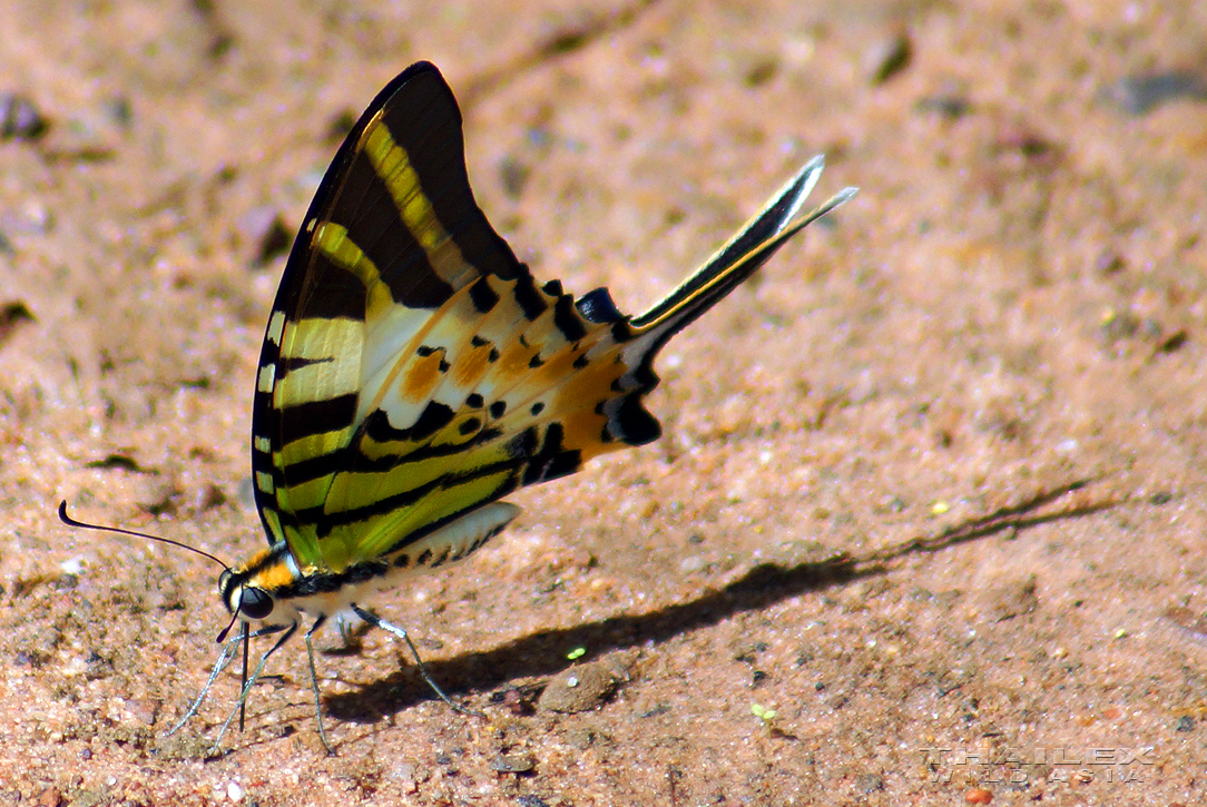 Five-bar Swordtail