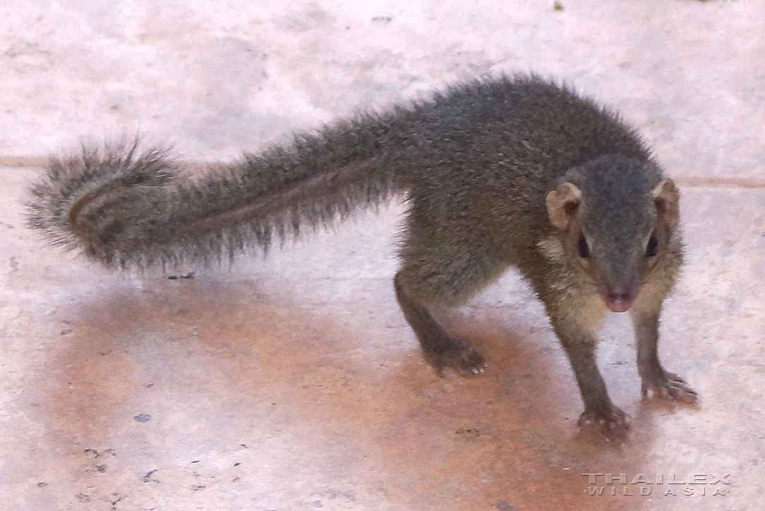 Common Tree Shrew