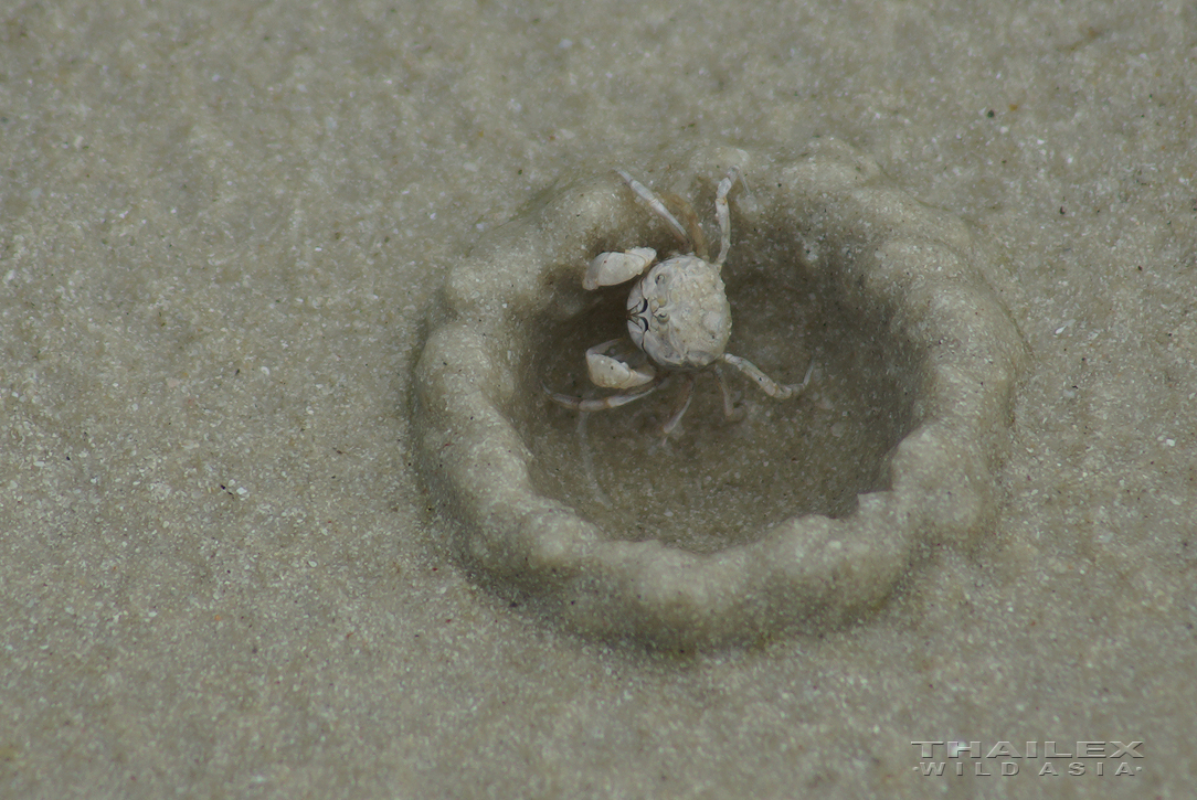 Sand Bubbler Crab