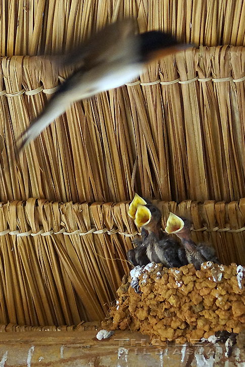 Barn Swallow