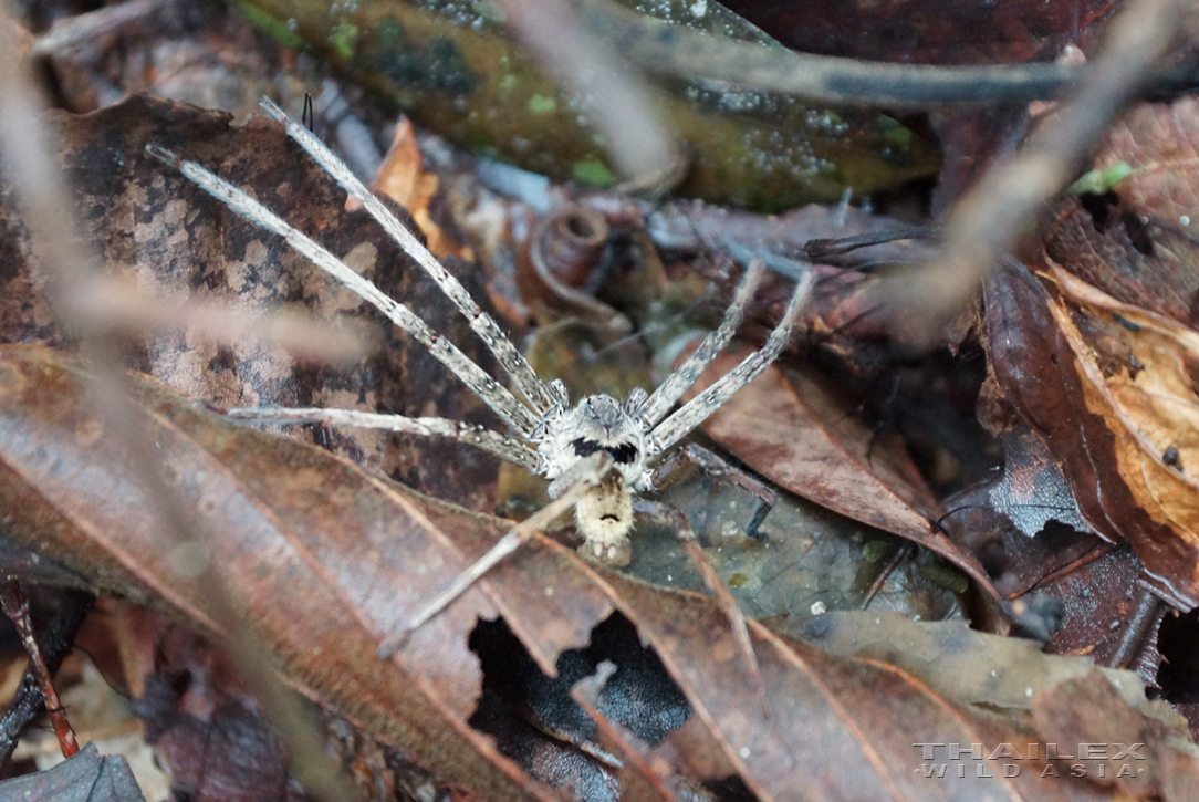 Free-roaming Huntsman