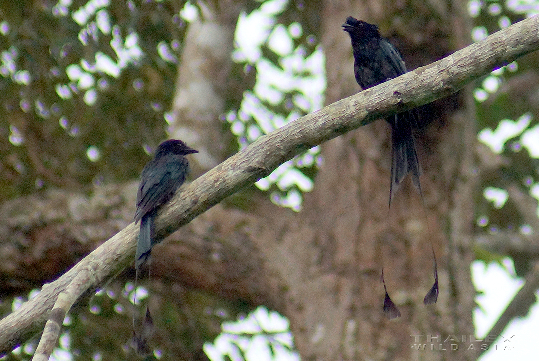 Greater Racket-tailed Drongo