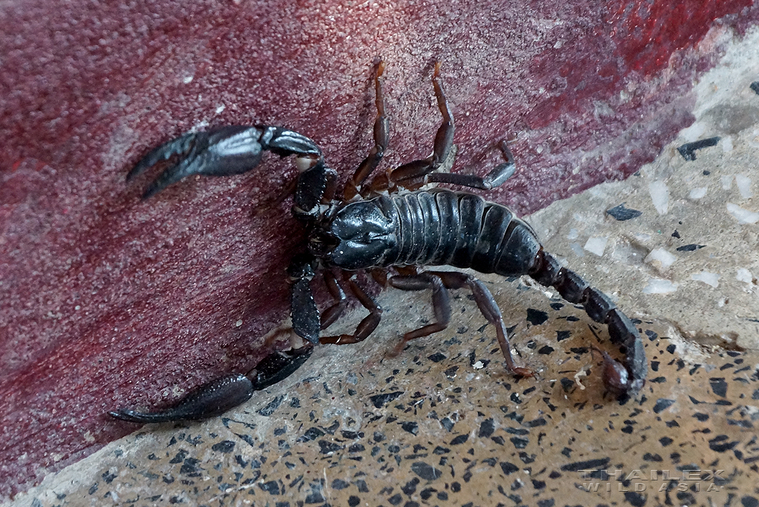 Asian Giant Black Forest Scorpion