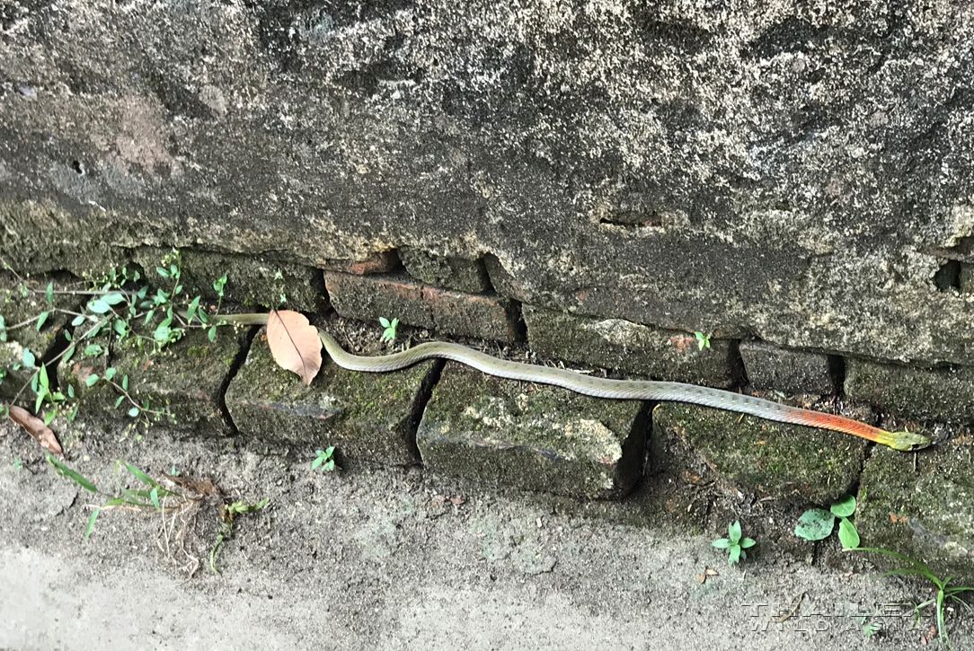 Red-necked Keelback