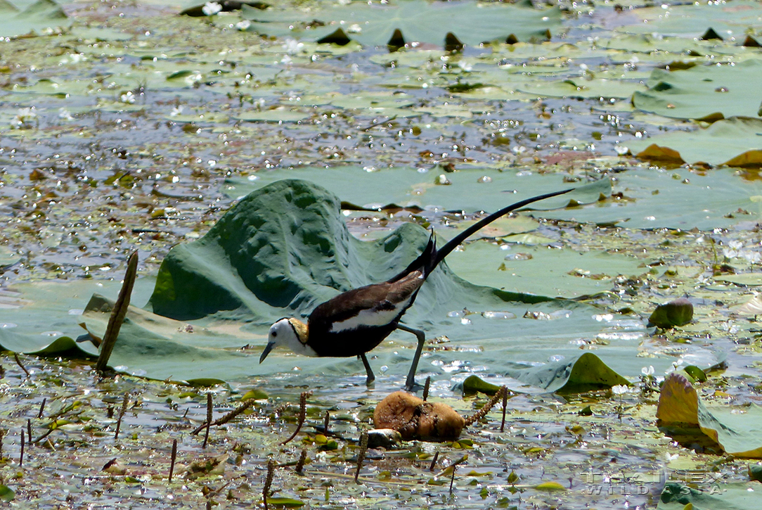 Pheasant-tailed Jacana