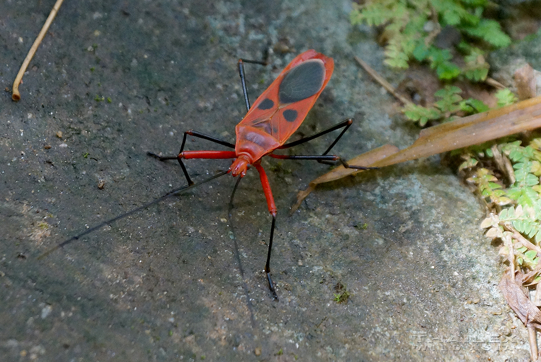 Long-bodied Bug