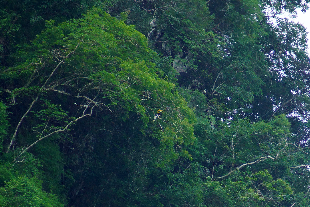 Great Hornbill (male), Khao Sok, TH