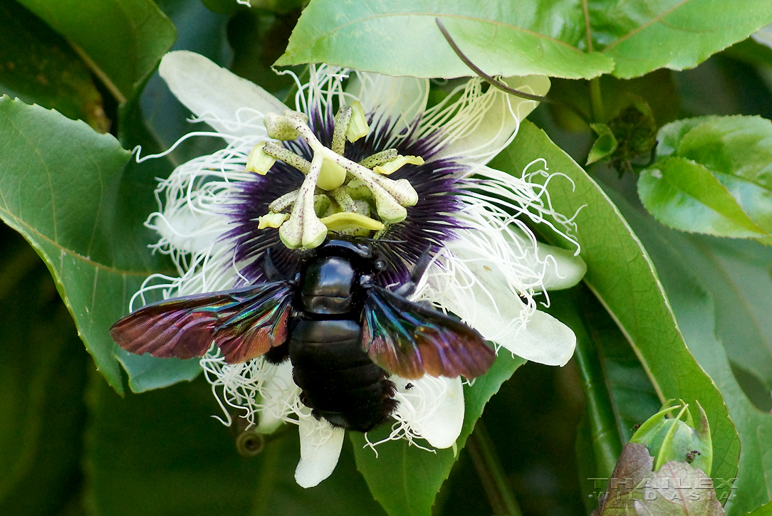 Carpenter Bee, Loei, TH