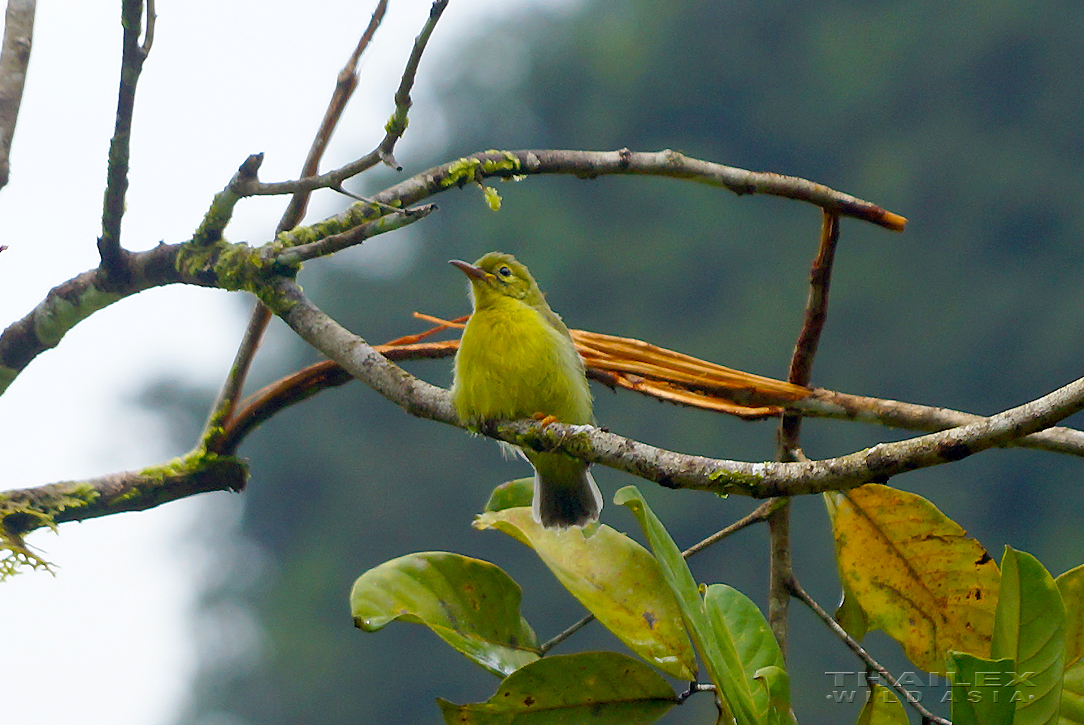Plain-throated Sunbird, Surat Thani, TH