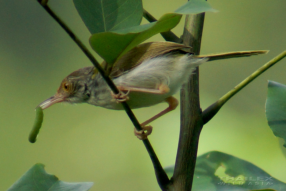 Common Tailorbird, Surat Thani, TH