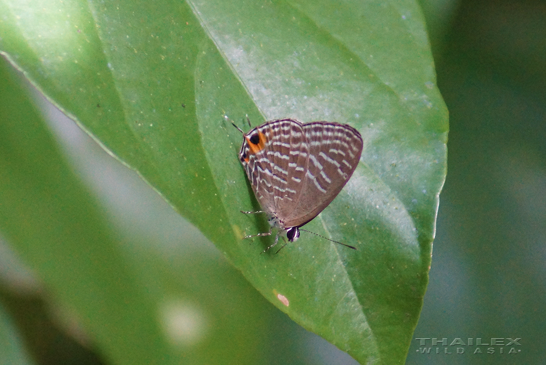 Metallic Caerulean, Surat Thani, TH